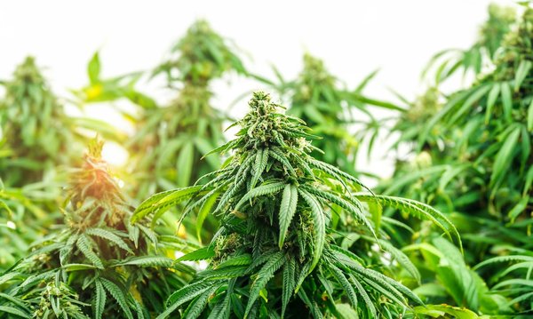 Vous demandez-vous quel est le meilleur site CBD du marché ?